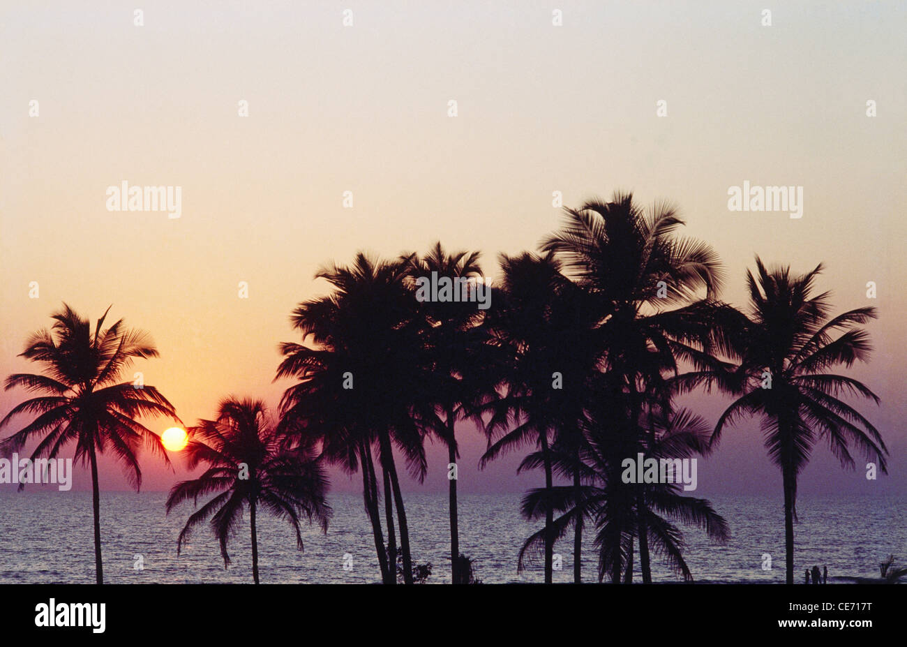 ASM 82465 : palm trees sunset sea Majorda beach goa india Stock Photo