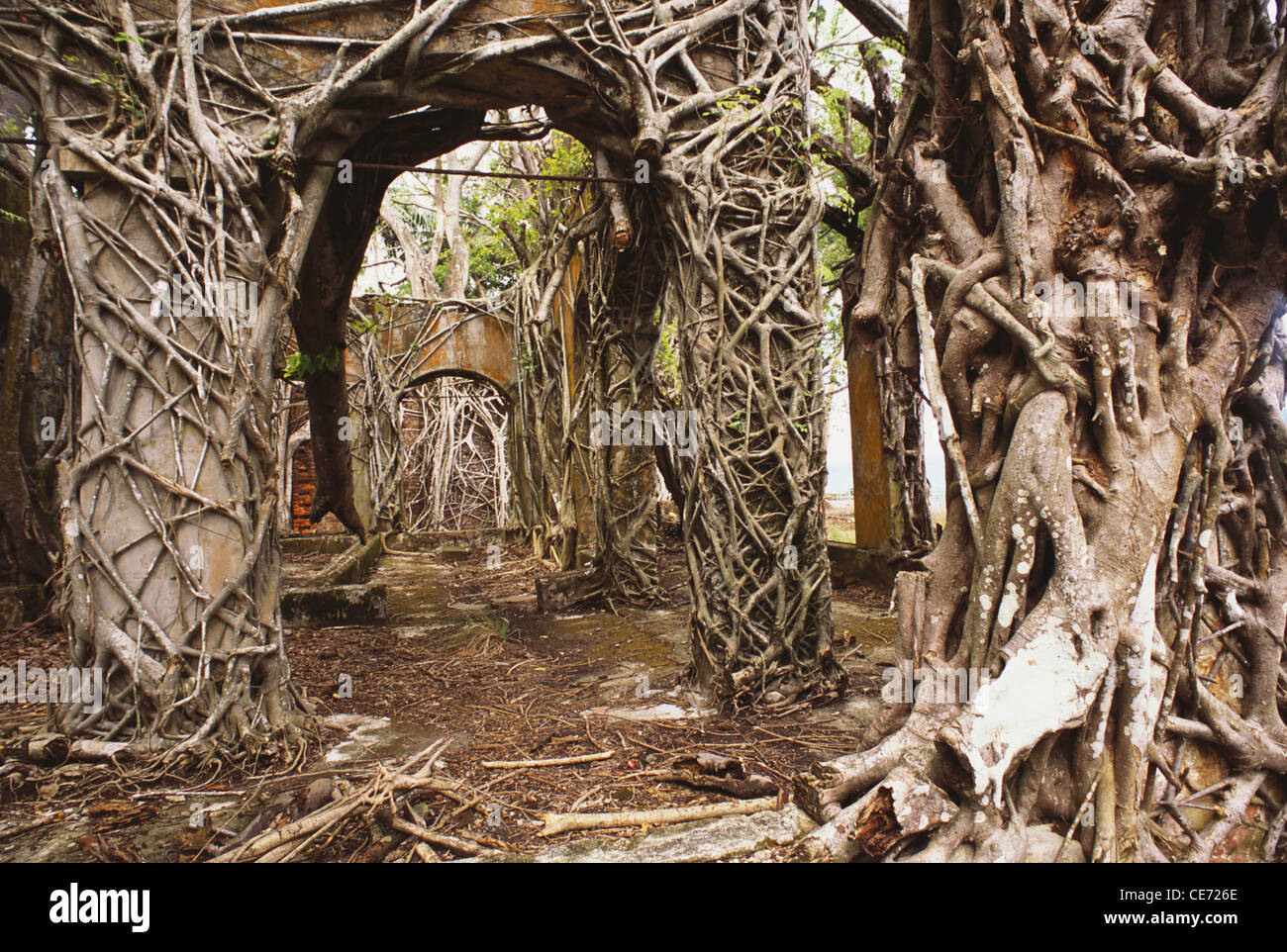 Ross Island tree roots ruins abandoned ; Netaji Shubash Chandra Bose Dweep ; Andaman and Nicobar Islands ; India ; Asia Stock Photo