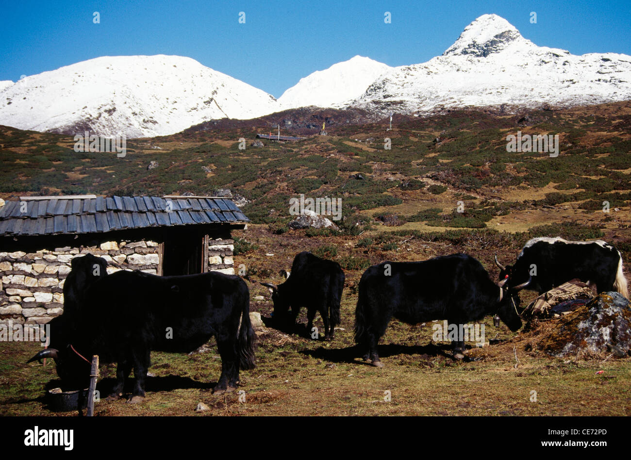 Yaks ; bos grunniens ; Dzongri ; Sikkim ; india ; asia Stock Photo
