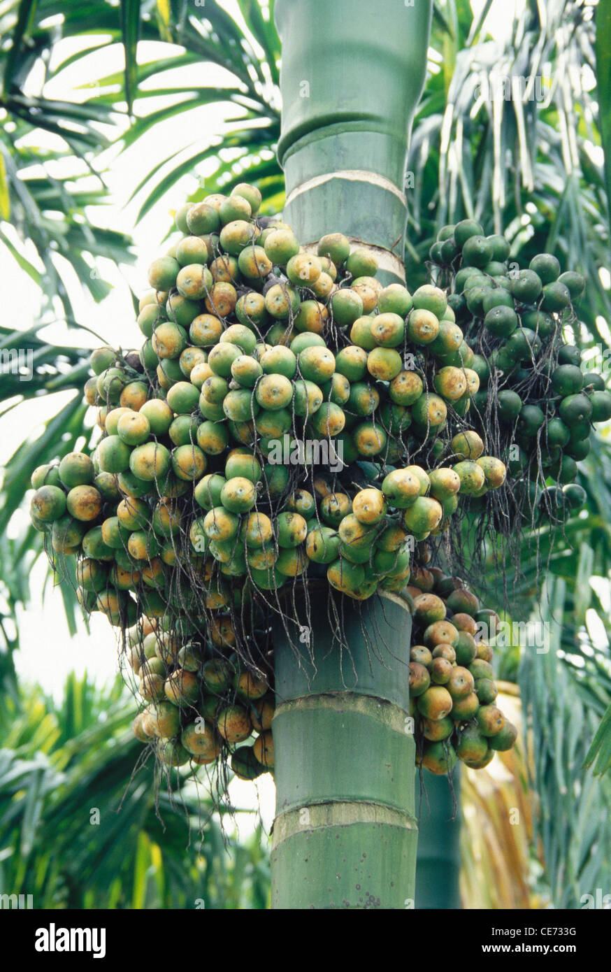 Areca nut palm tree ; Betel nut tree ; Karnataka ; India ; asia Stock Photo  - Alamy