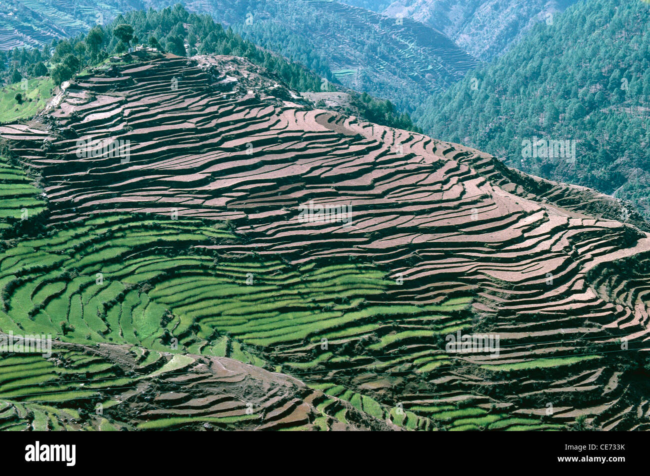 Terracing ; Terrace fields ; Terrace farming ; Step farming ; himalaya