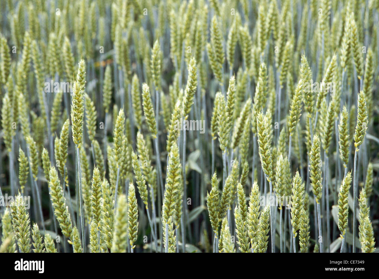 Oat field ; Oats cultivation ; cereal grain ; Grastorp ; Sweden