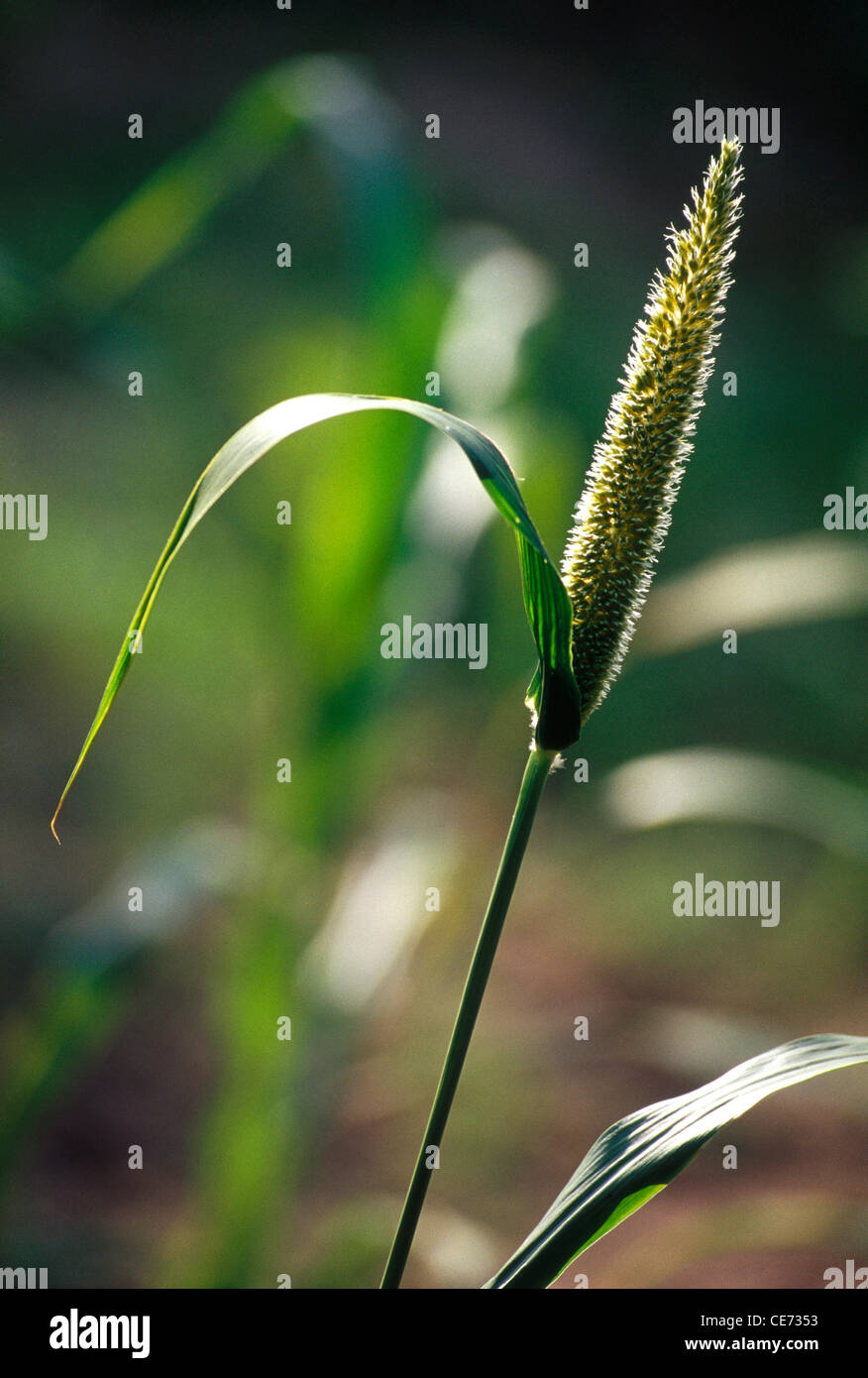 Pearl millet ; cattail millet ; bulrush ; Bajra plant crop field