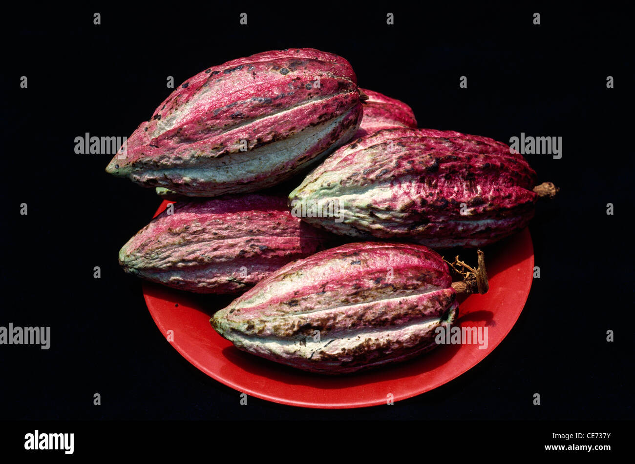 cocoa bean seed of cacao tree ; kerala ; india ; asia Stock Photo Alamy