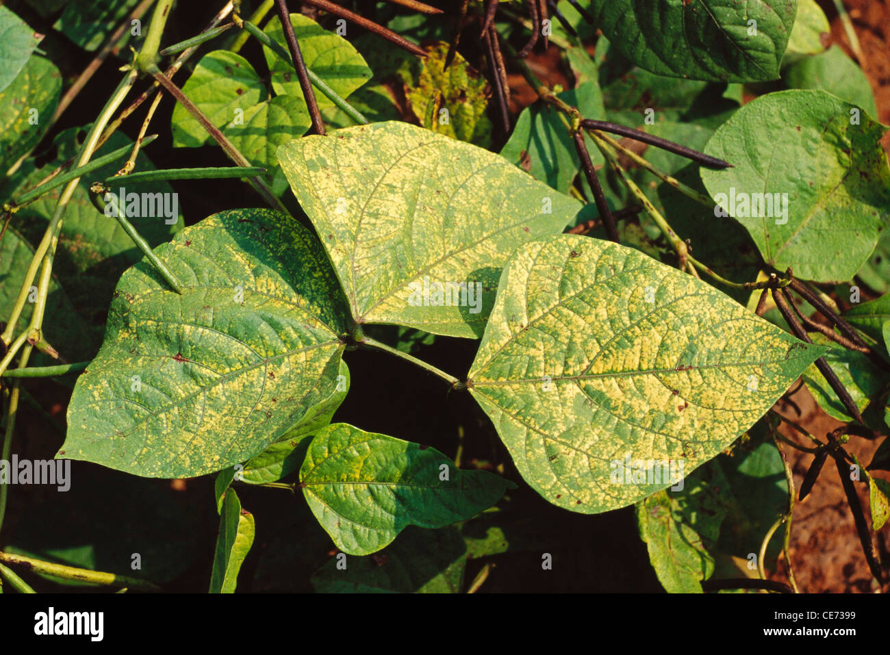 Mosaic Virus High Resolution Stock Photography and Images - Alamy
