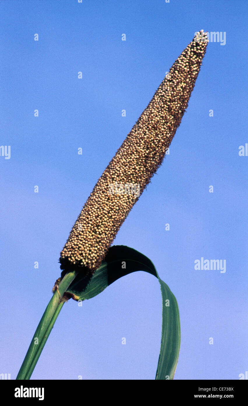 Bajra crop hi-res stock photography and images - Page 2 - Alamy