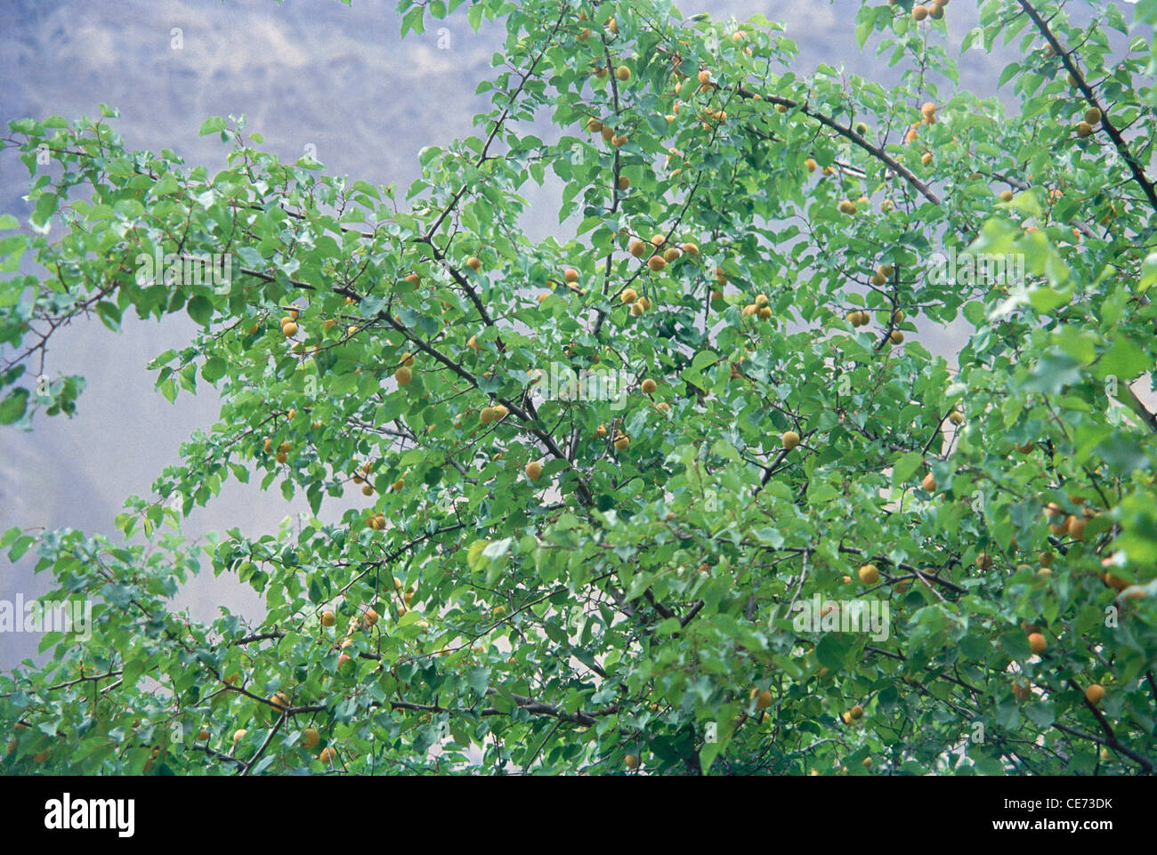 Kashmir fruits hires stock photography and images Alamy