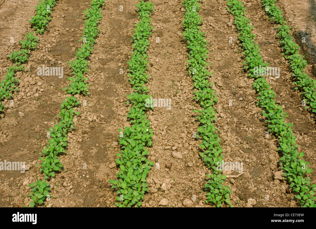 Mustard Rows rows of mustard plant near patna bihar india asia Stock Photo - Alamy