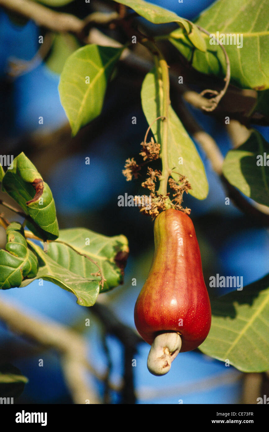 Cashew Nut fruit ; valsad ; gujarat ; india Stock Photo Alamy