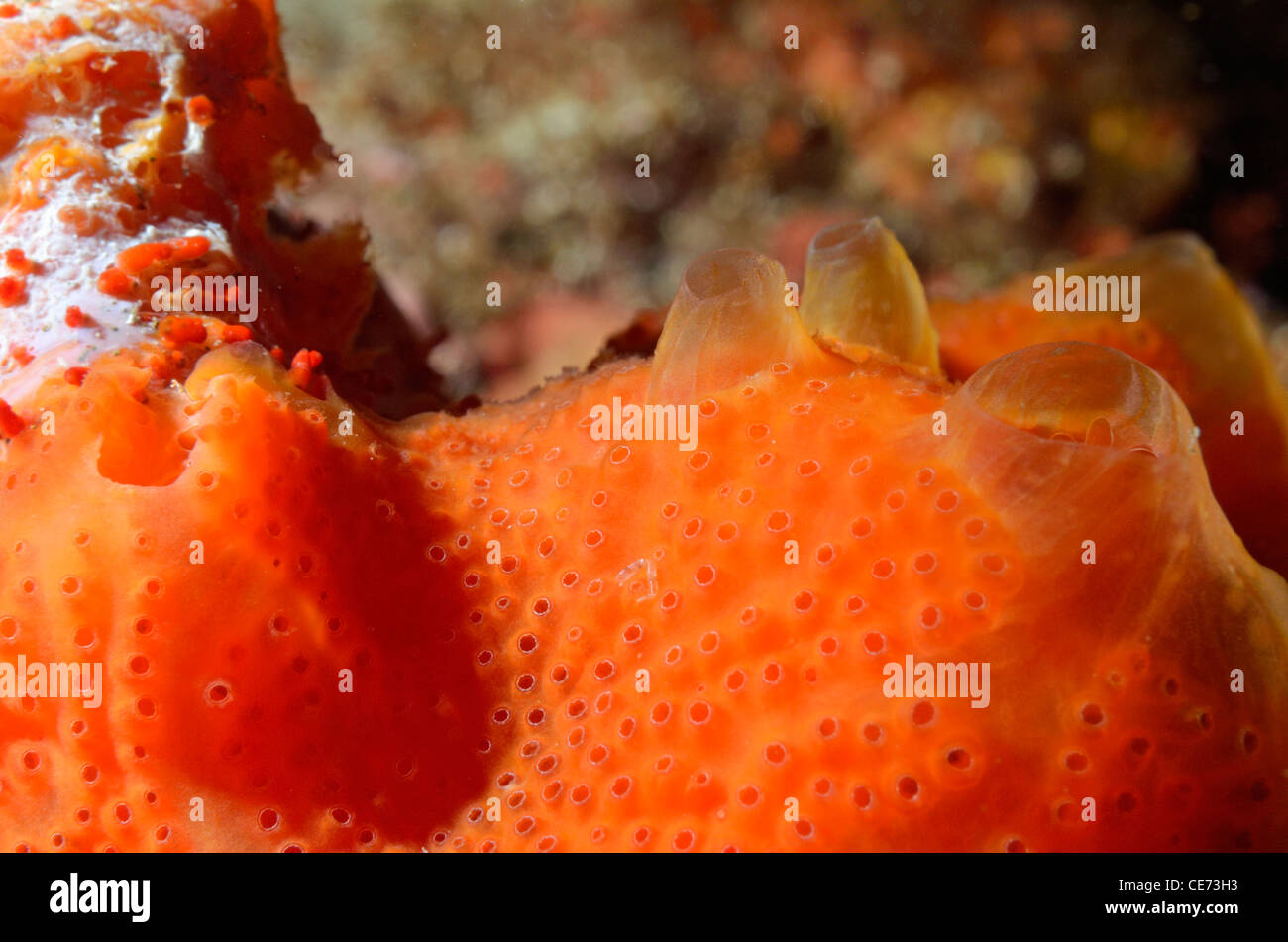 Orange Encrusting Sponge (Spirastrella cunctatrix), close-up Stock Photo