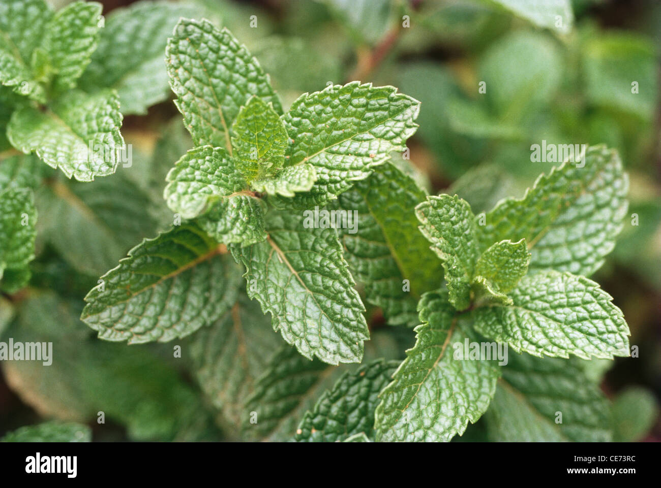 Mint pudina plant Stock Photo