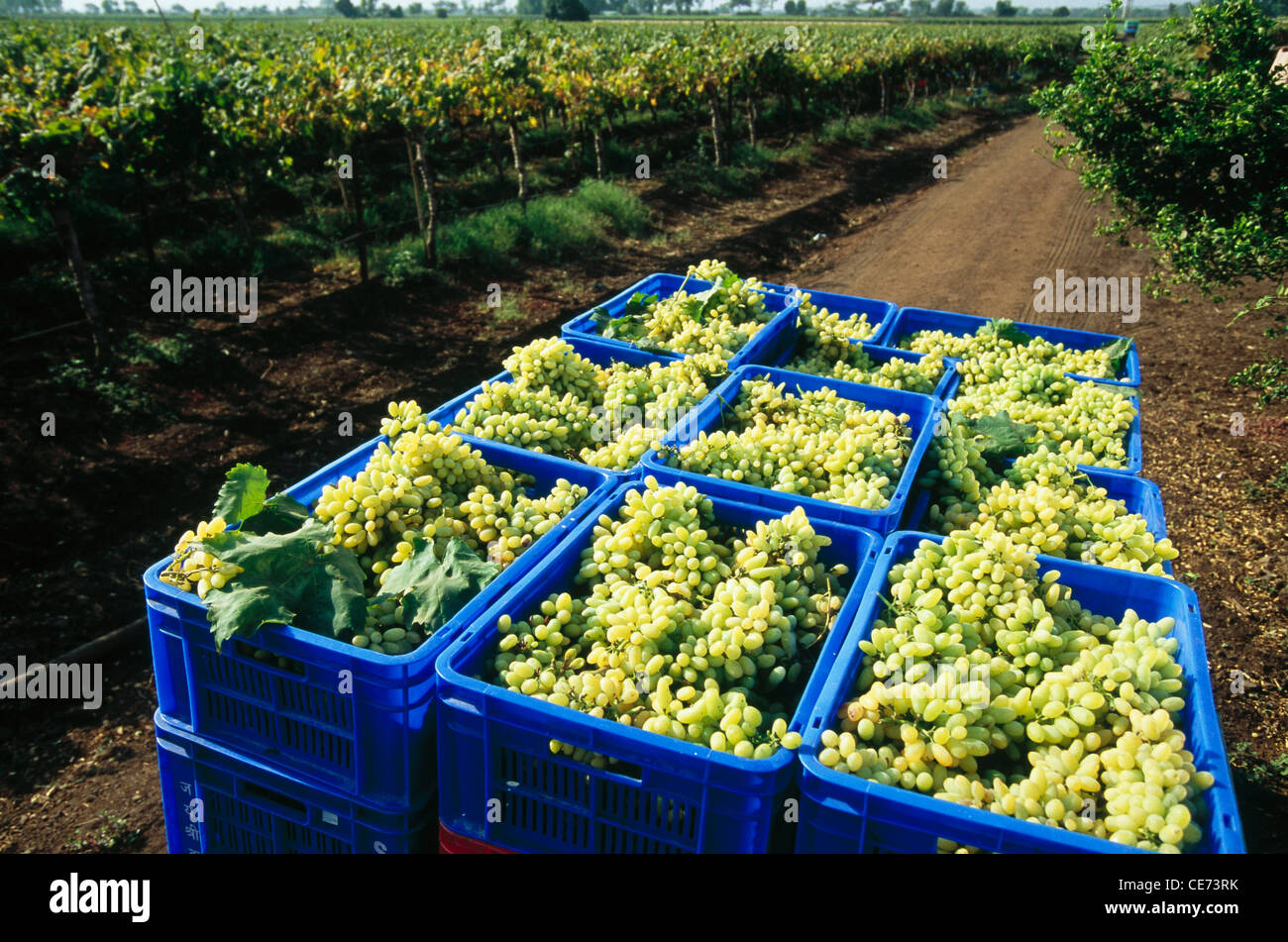 HMA 82009 : plastic baskets with grapes in Nasik vineyard ; maharashtra ; india Stock Photo