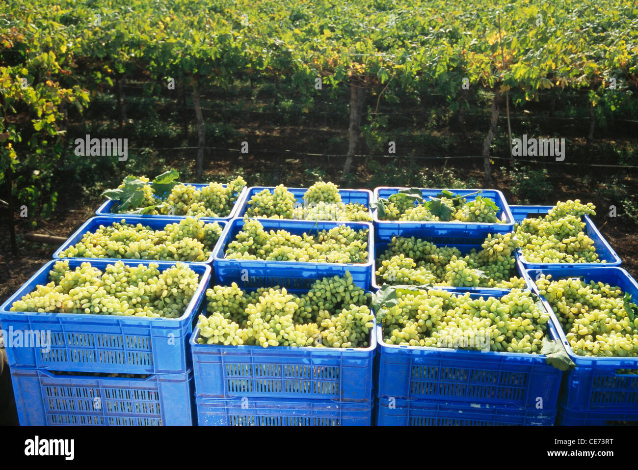 Grapes in plastic boxes ; Nasik vineyard ; maharashtra ; india Stock Photo