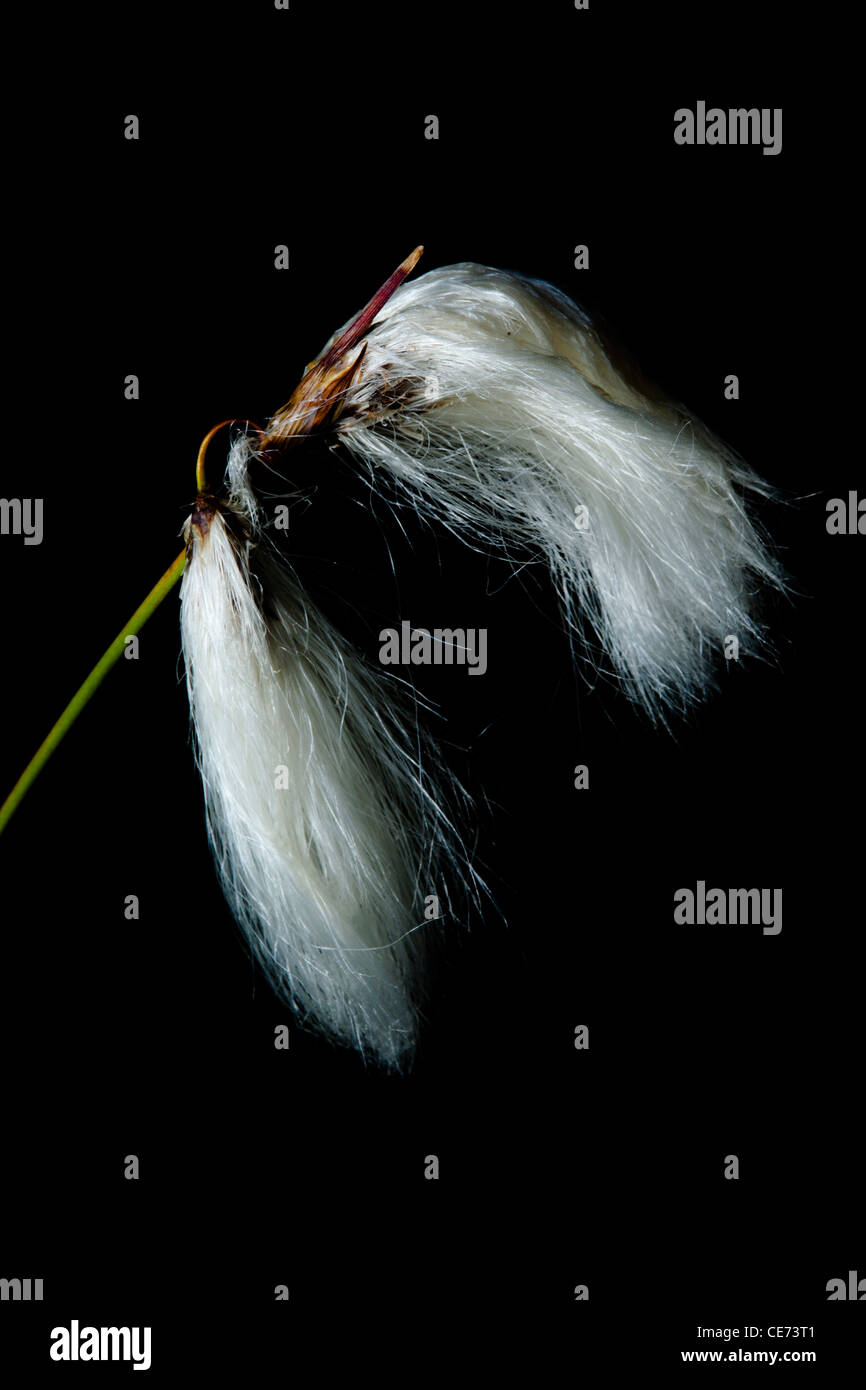 Scotland, Scottish Highlands, Cotton Grass. Common cotton-grass Stock