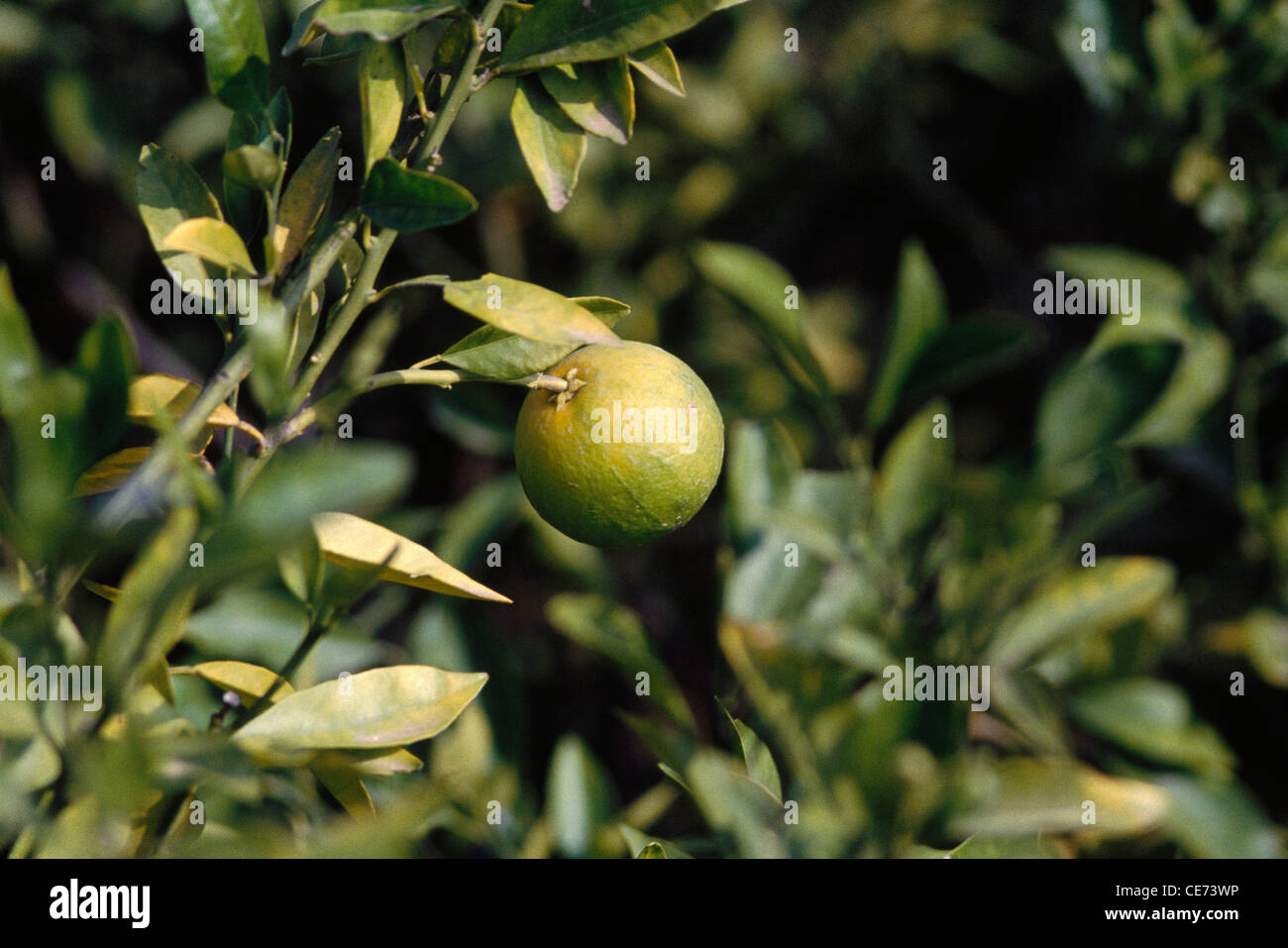mousambi, musambi, sweet lime, sweet lemon, sweet limetta, sweet lemon fruit growing on tree ; india ; asia Stock Photo