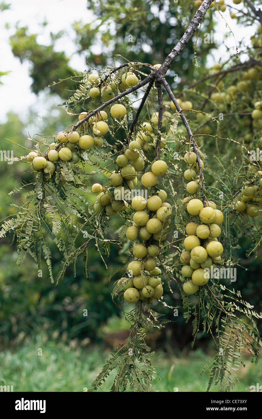 Amla tree phyllanthus emblica emblic emblic myrobalan