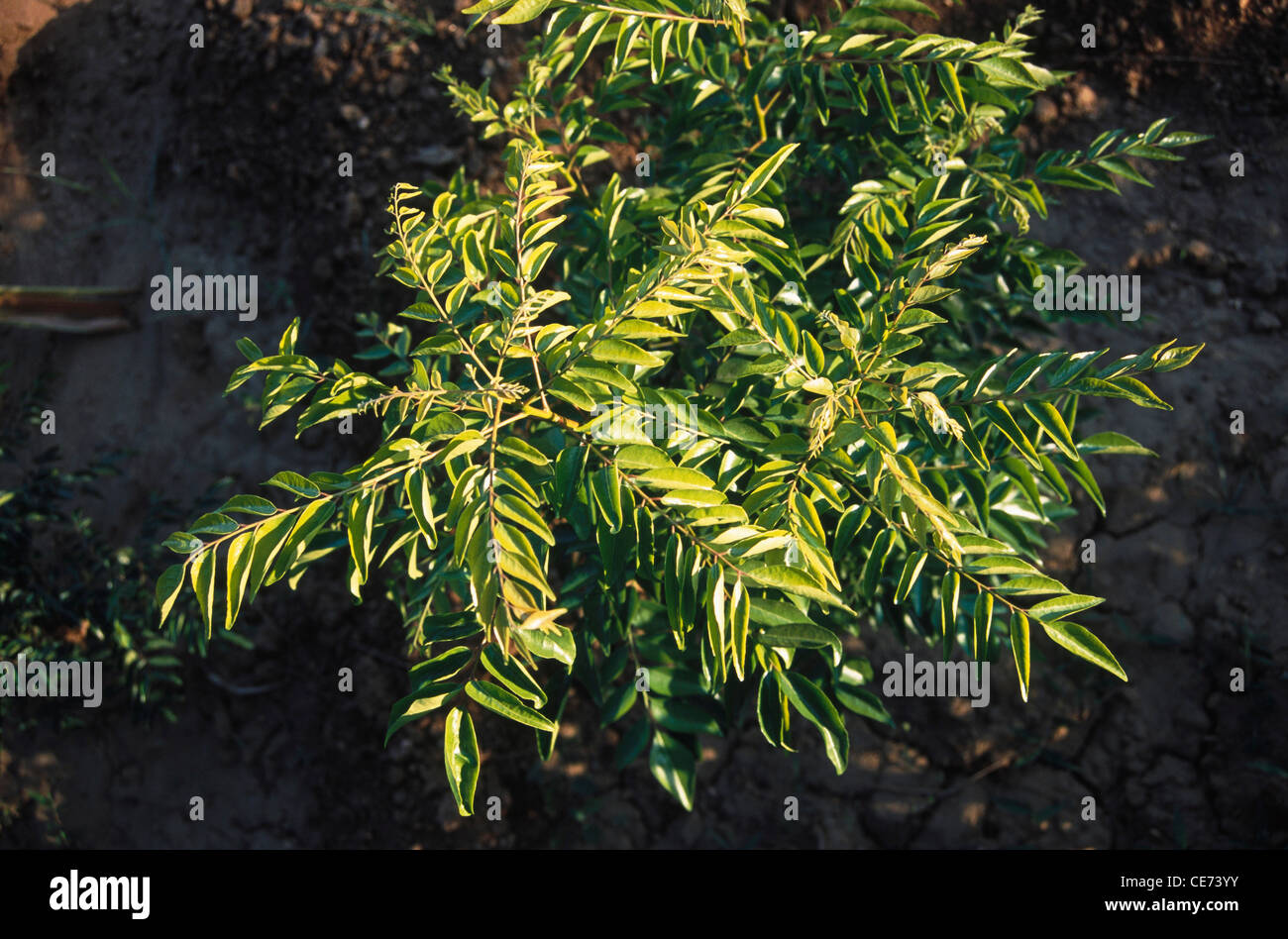 Growing Murraya Koenigii High Resolution Stock Photography And Images Alamy