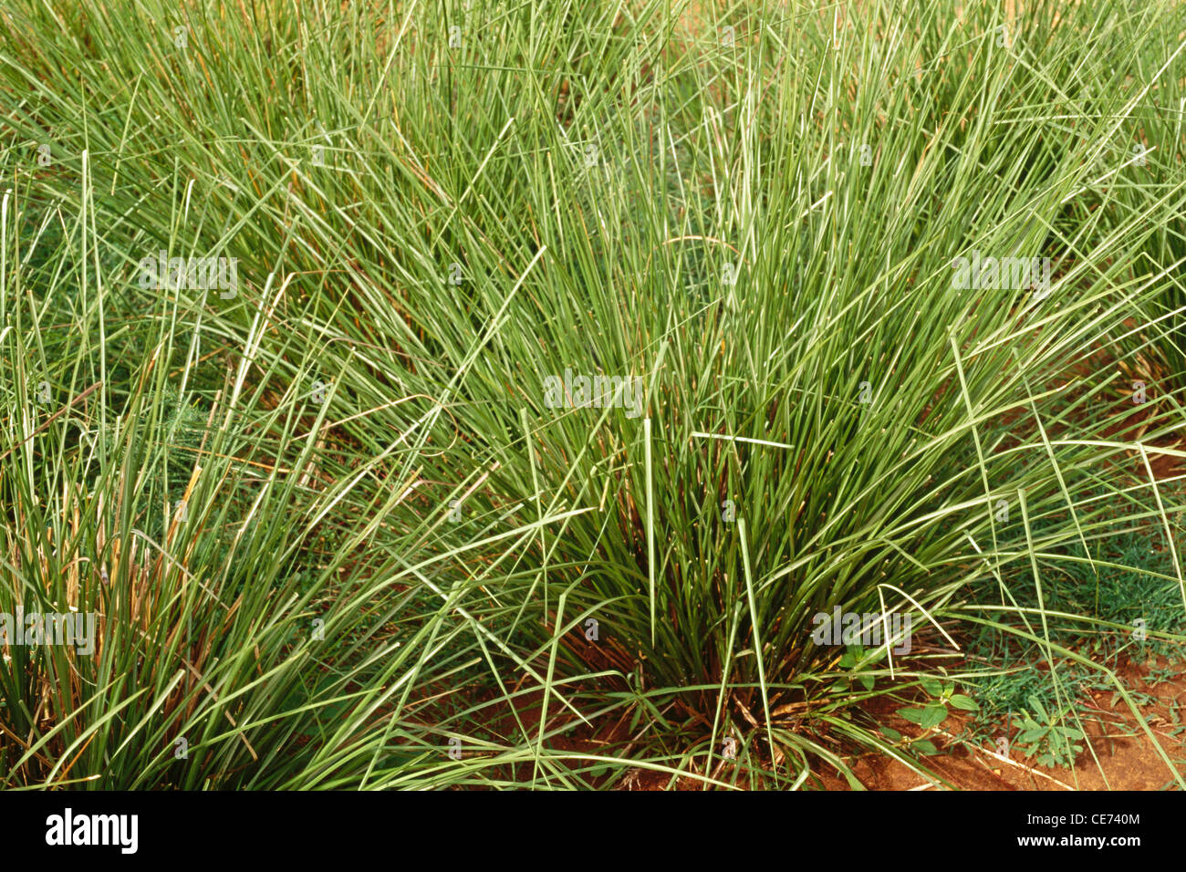 Khas Vetiveria Zizanioides Vetiver khas khas khus khus herbal Herb