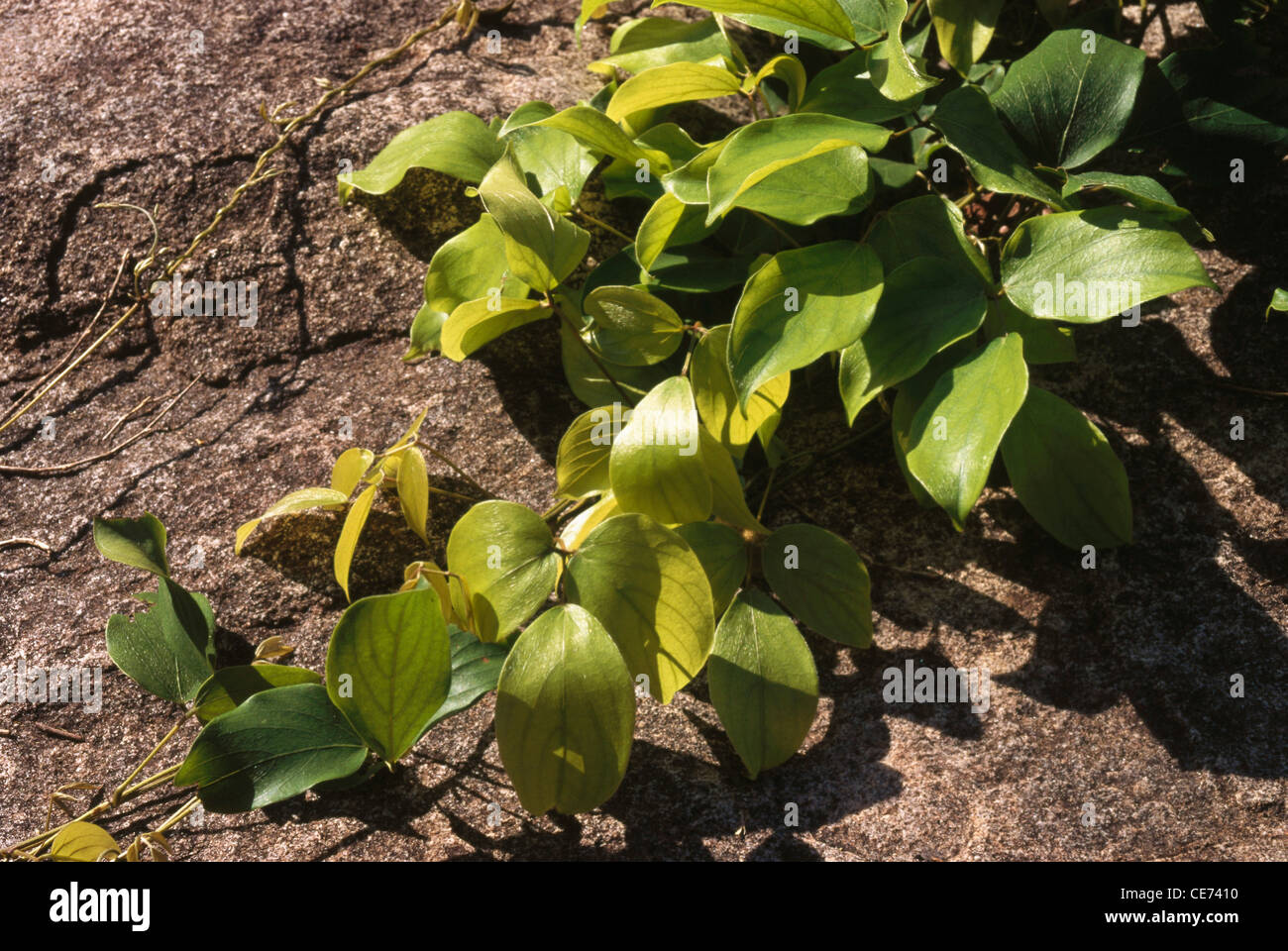 Mucana Pruriens ; monkey tamarind, velvet bean, Bengal velvet bean, Florida velvet bean, Mauritius velvet bean, Yokohama velvet bean, cowage, cowitch Stock Photo