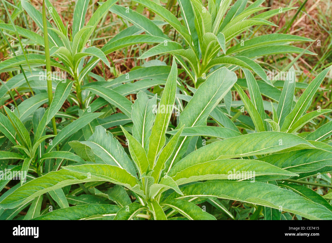Lobelia nicotianifolia ; rothexschultes lobeliaceae herbal Herb product Ayurvedic medicine ; india ; asia Stock Photo
