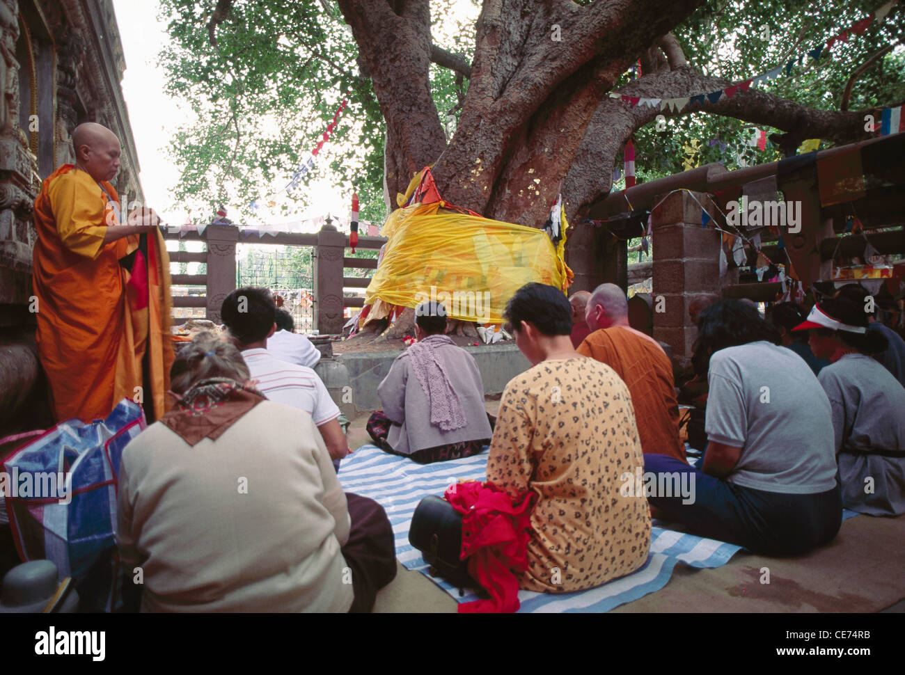 RAA 84553 : praying under Bodhi Tree bodhgaya bihar india Stock Photo