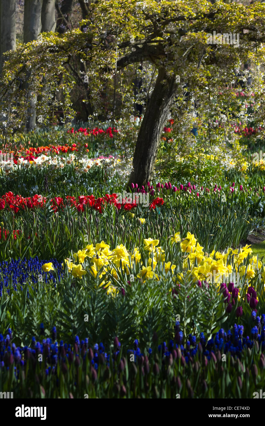 Daffodils and grape hyacinths hires stock photography and images Alamy