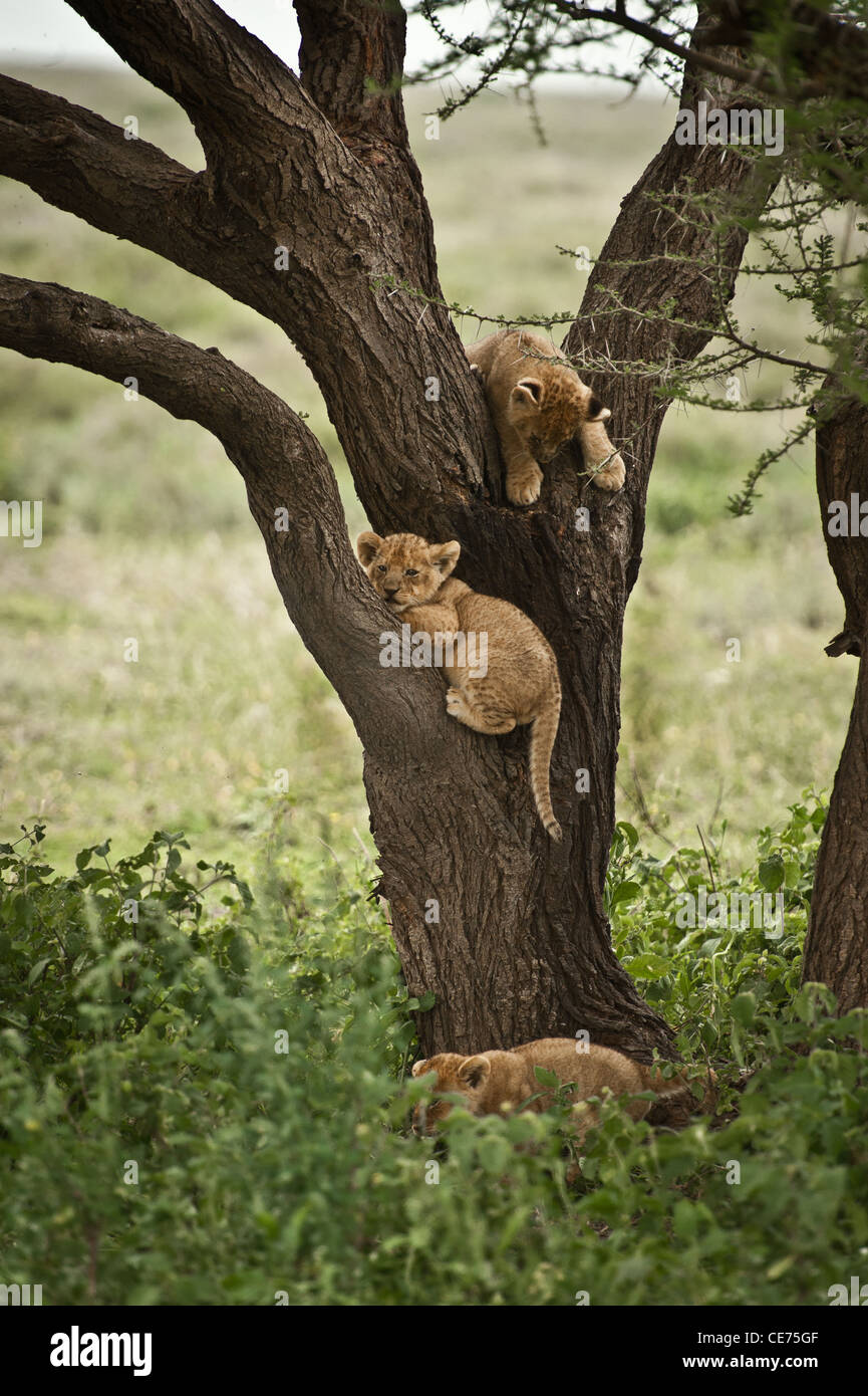 Three young lion cubs playing in Acacia tree Stock Photo