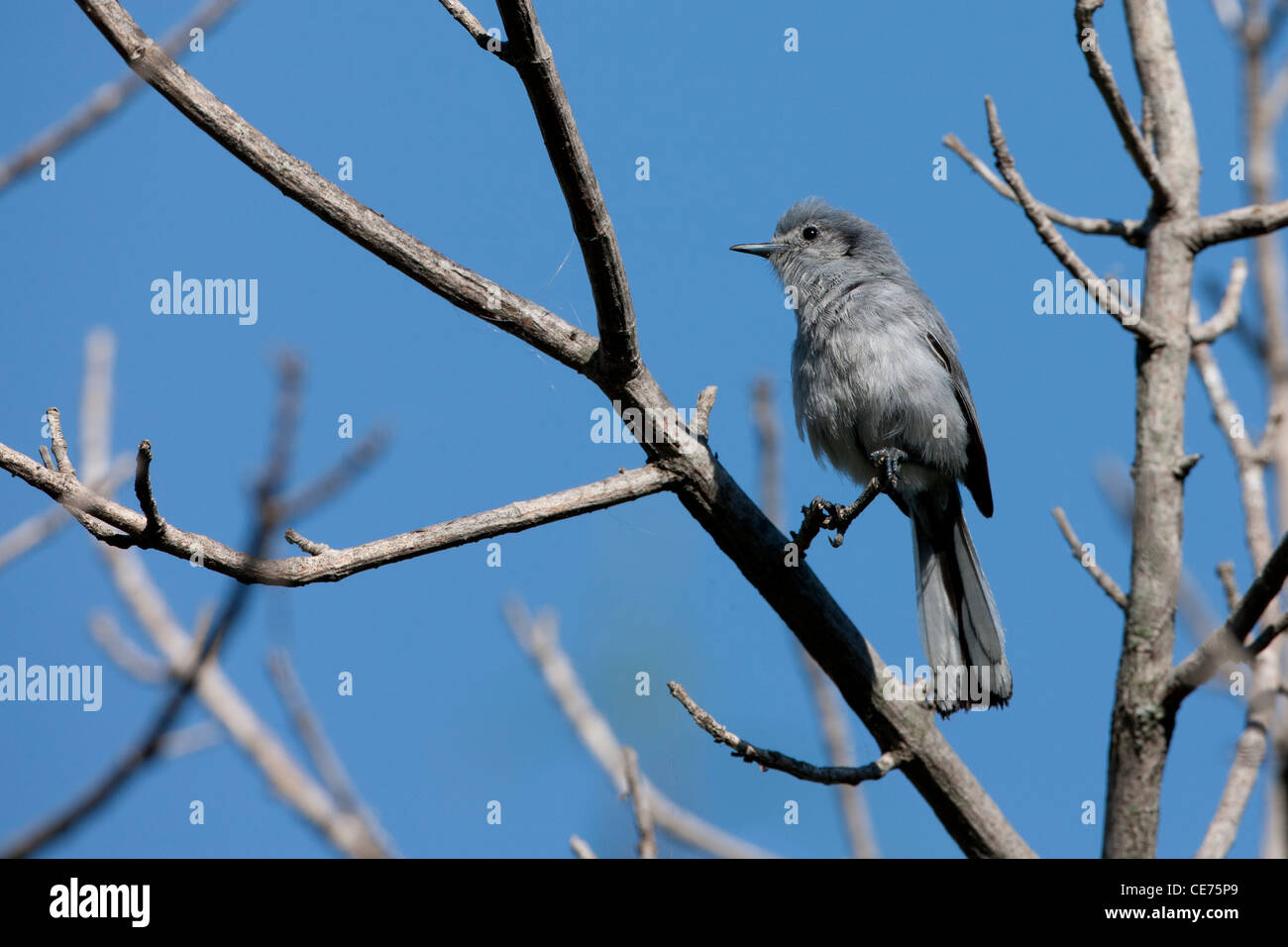 Masked Gnatcatcher (Polioptila dumicola dumicola), female at the Buenos Aires Ecological Reserve in Buenos Aires, Argentina. Stock Photo