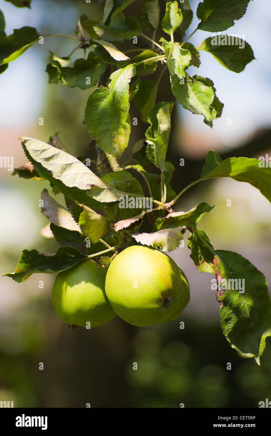 Apples in the sun riping on apple tree in summer Stock Photo