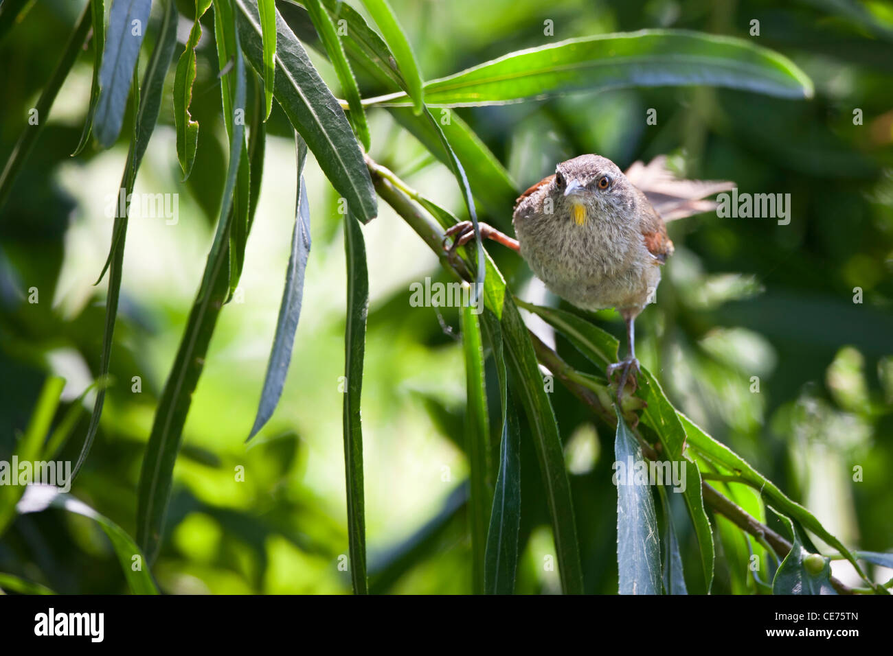 Sulphur-throated Spinetail (Cranioleuca sulphurifera) Stock Photo
