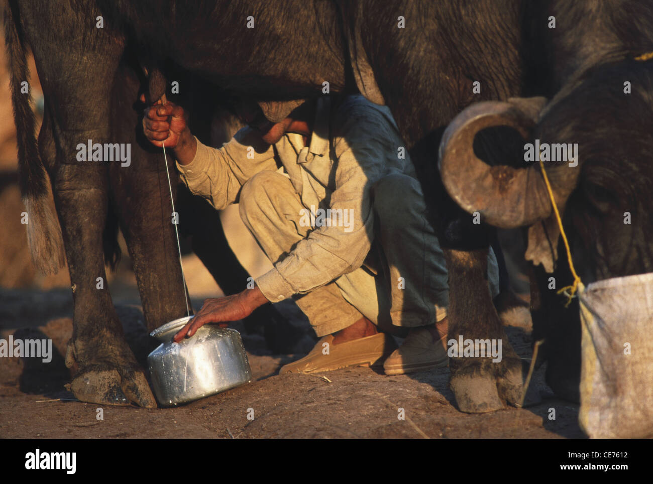 indian man milking buffalo junagad gir gujarat india Stock Photo