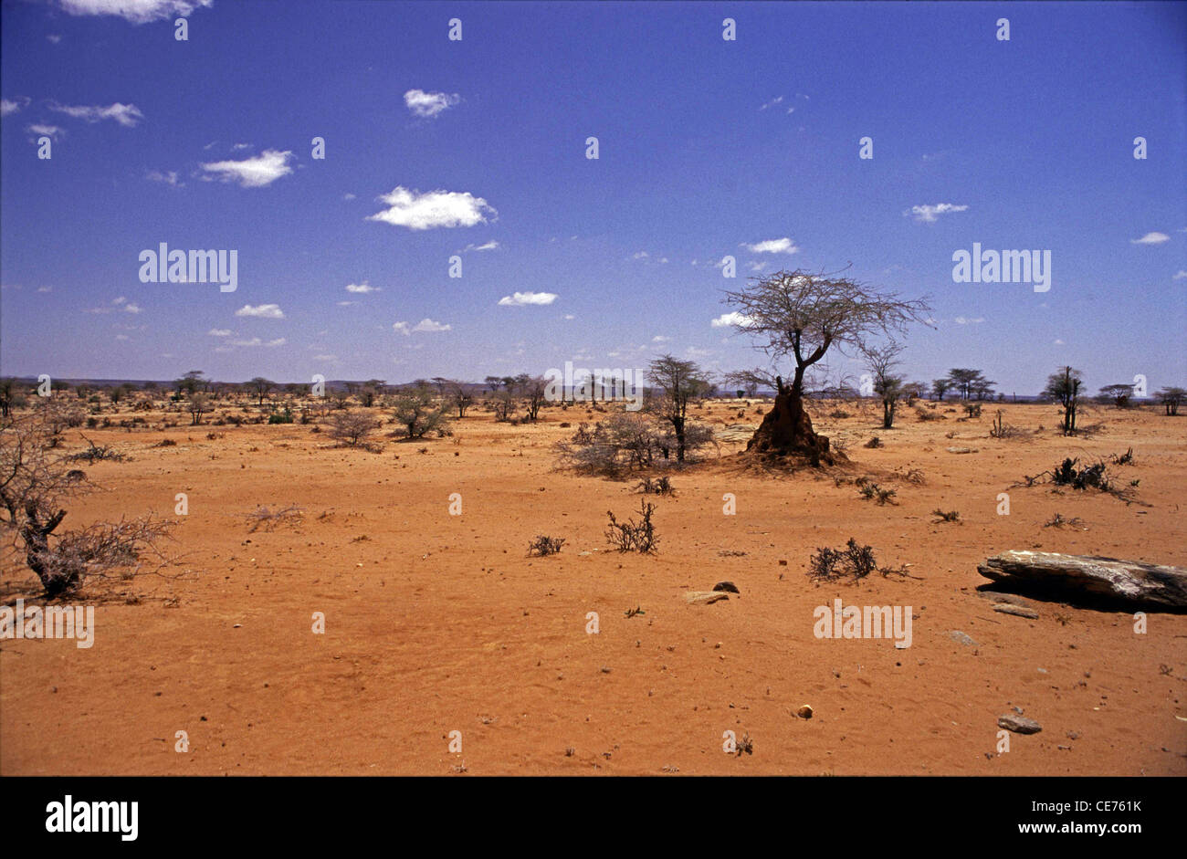 Semi desert landscape, Northern Kenya. Arid land with acacia trees and termite mounds north of Isiolo, Samburu district. Stock Photo