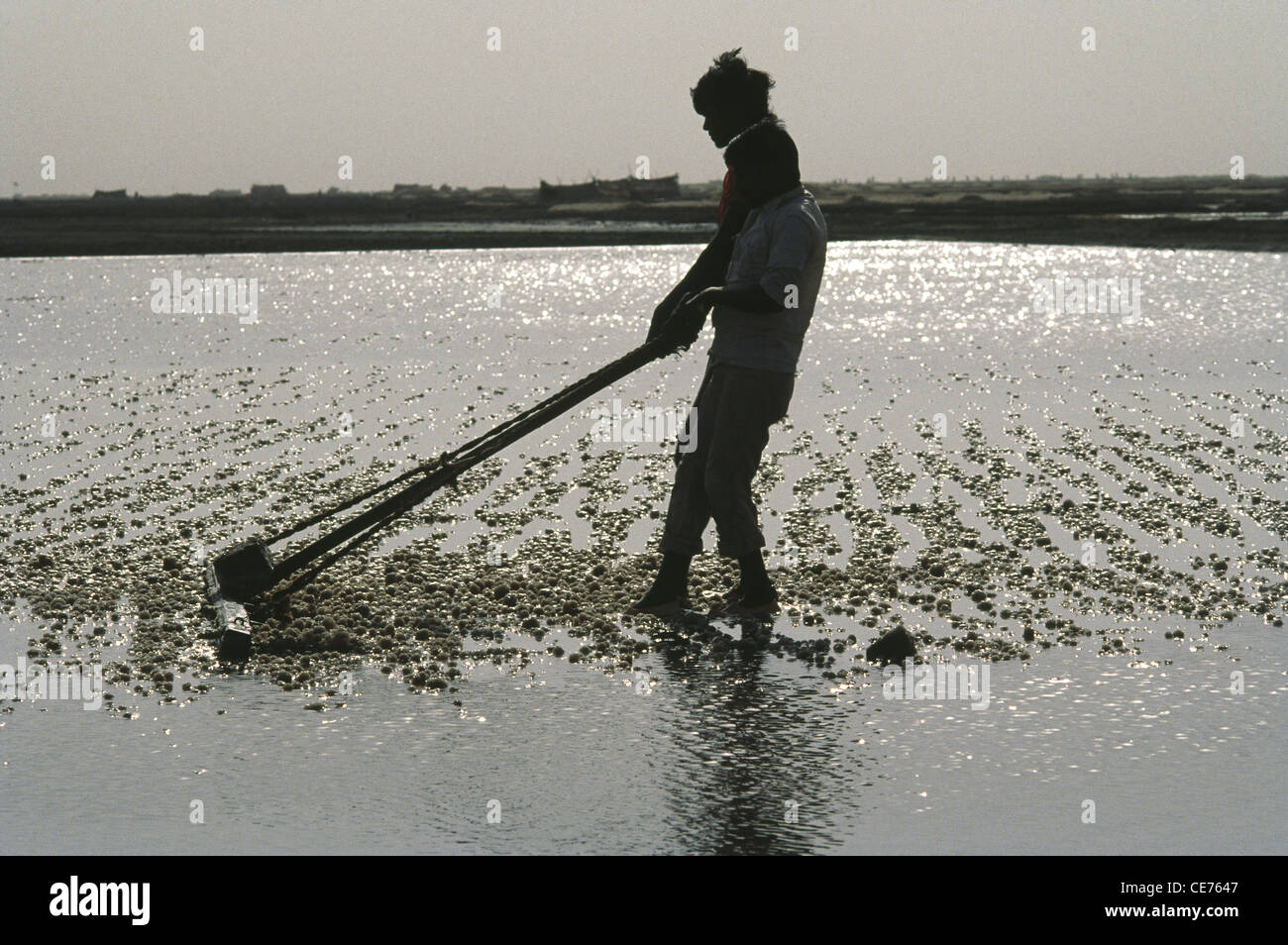 RVA 83134 : breaking the crust in the indian salt pan little rann of kutch gujarat  india Stock Photo