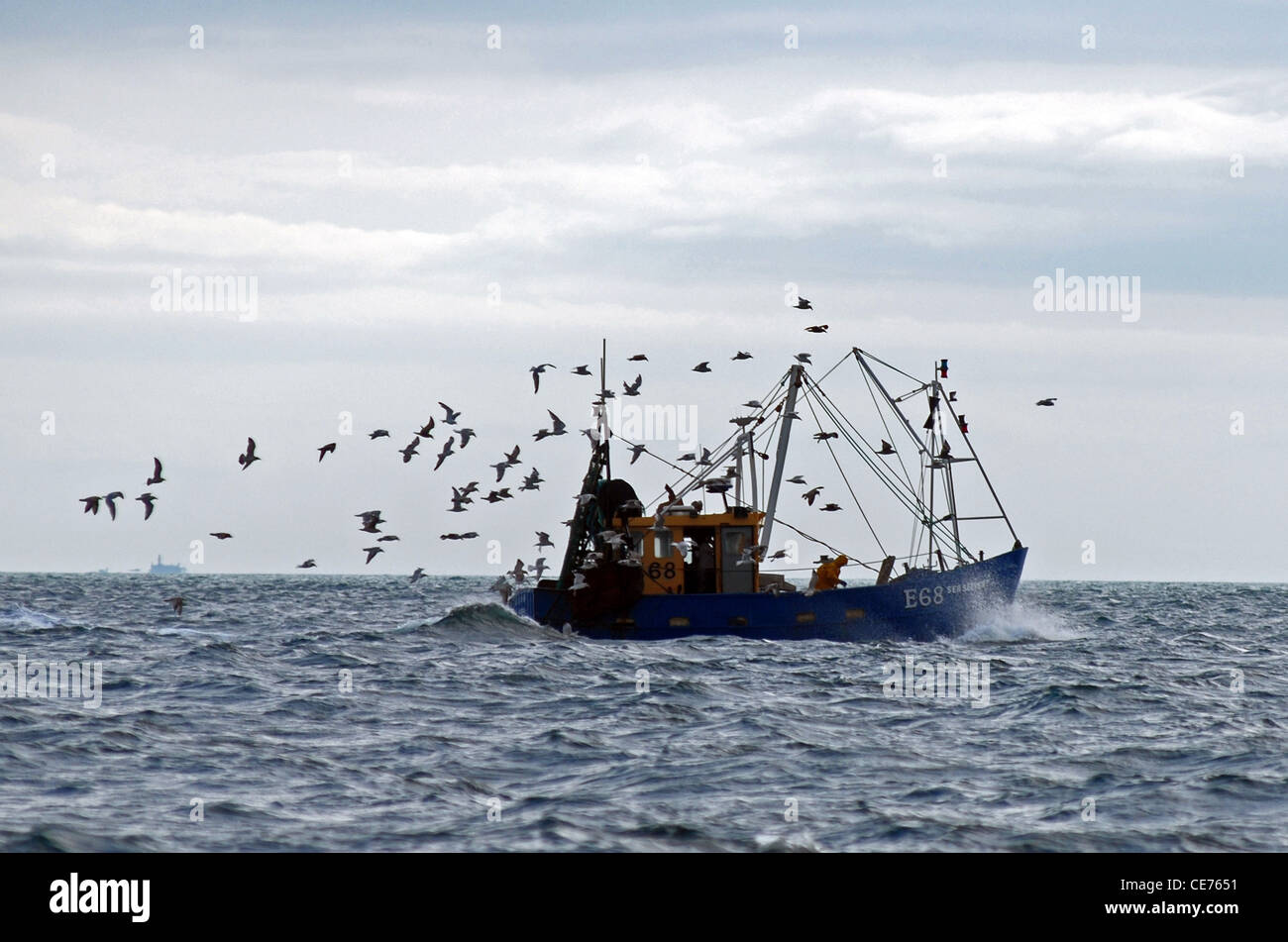 Fishing boat being followed by gulls as the catch is sorted and gutted. the gulls feed on discards and entrails thrown overboard Stock Photo
