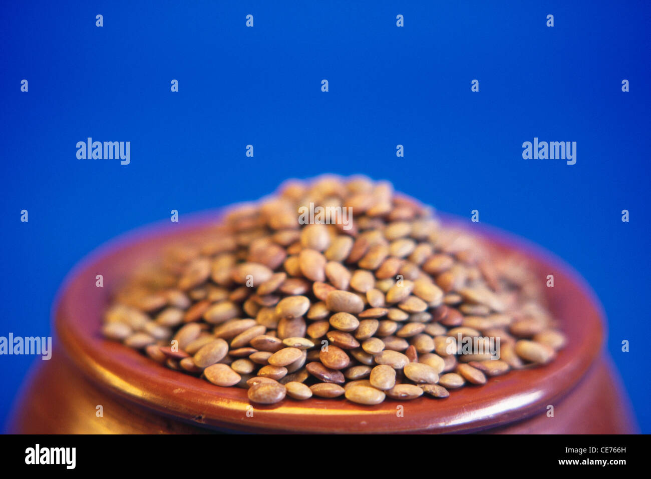 Horse Gram ; Macrotyloma uniflorum in earthen pot on blue background