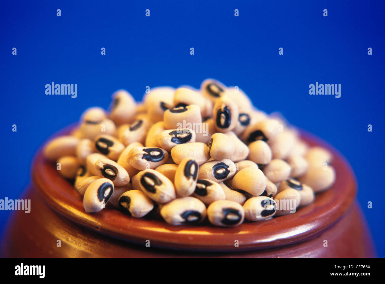 Black Eyed Beans ; lobia ; Vigna Sinensis in earthen pot on blue background Stock Photo