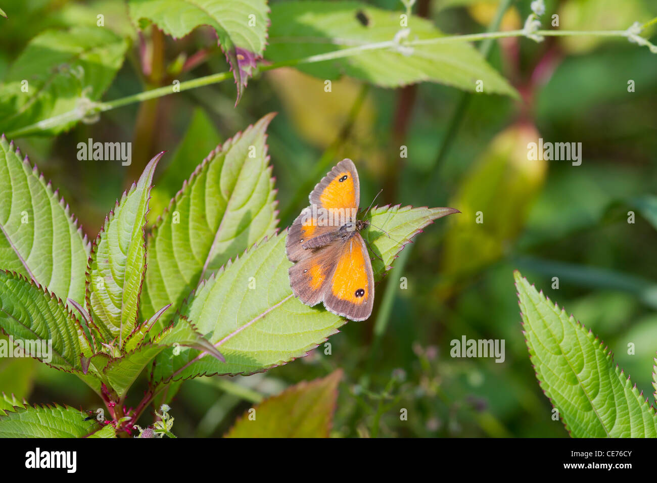 Gatekeeper butterfly pyronia tithonus perched on a leaf hi-res stock ...