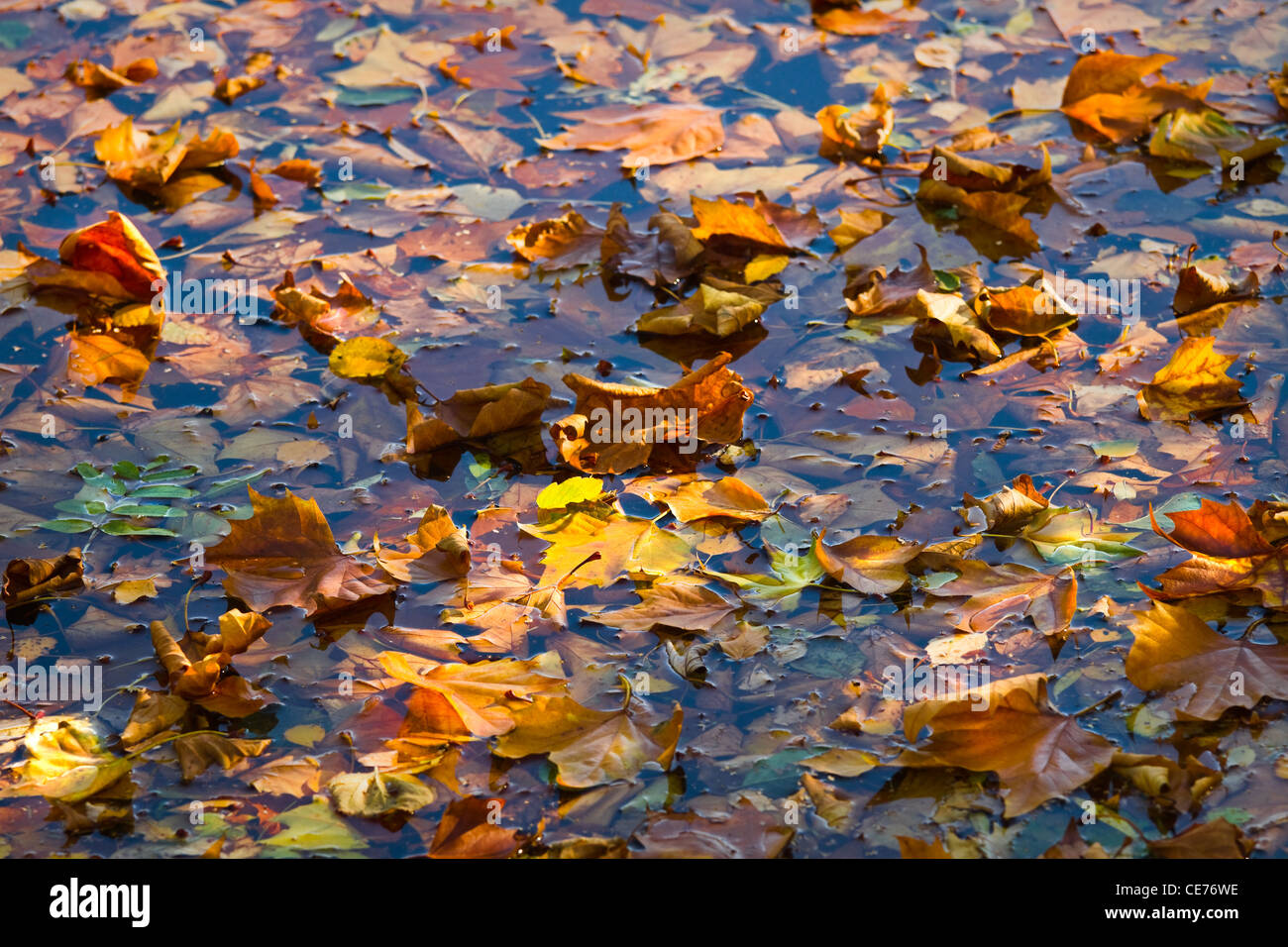 Sun and shadow on fallen autumn leaves floating on water Stock Photo