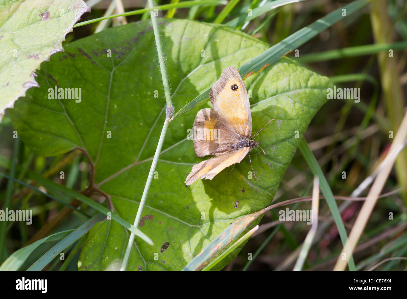 Gatekeeper Butterfly (Pyronia tithonus) perched on a leaf Stock Photo ...