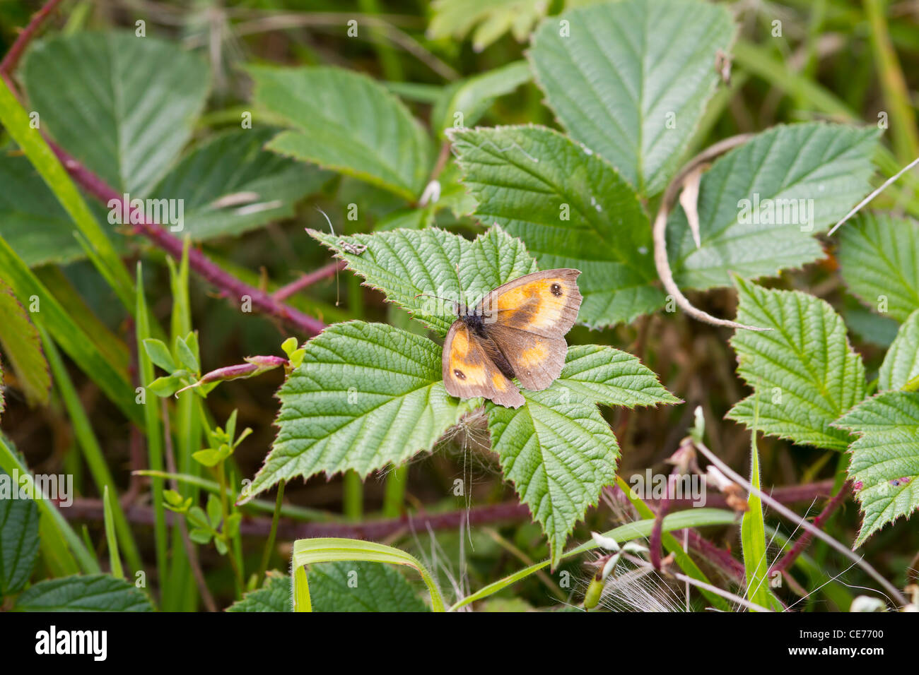 Gatekeeper Butterfly (Pyronia tithonus) perched on a leaf Stock Photo ...
