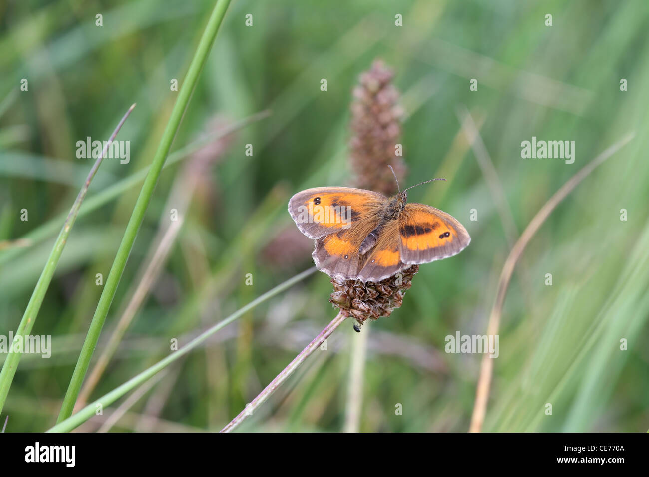 Gatekeeper Butterfly (Pyronia tithonus) perched on a leaf Stock Photo ...