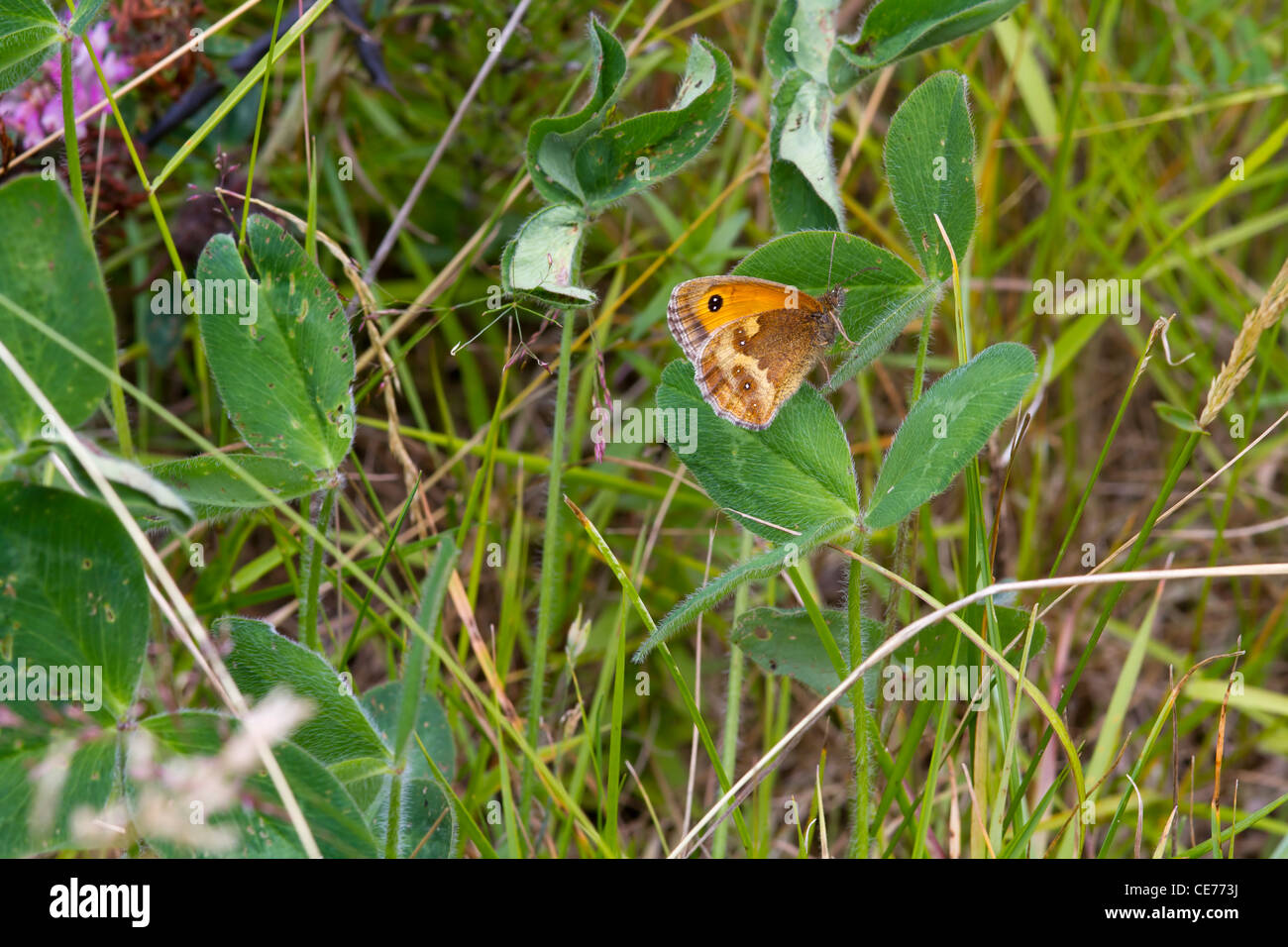 Gatekeeper Butterfly (Pyronia tithonus) perched on a leaf Stock Photo ...