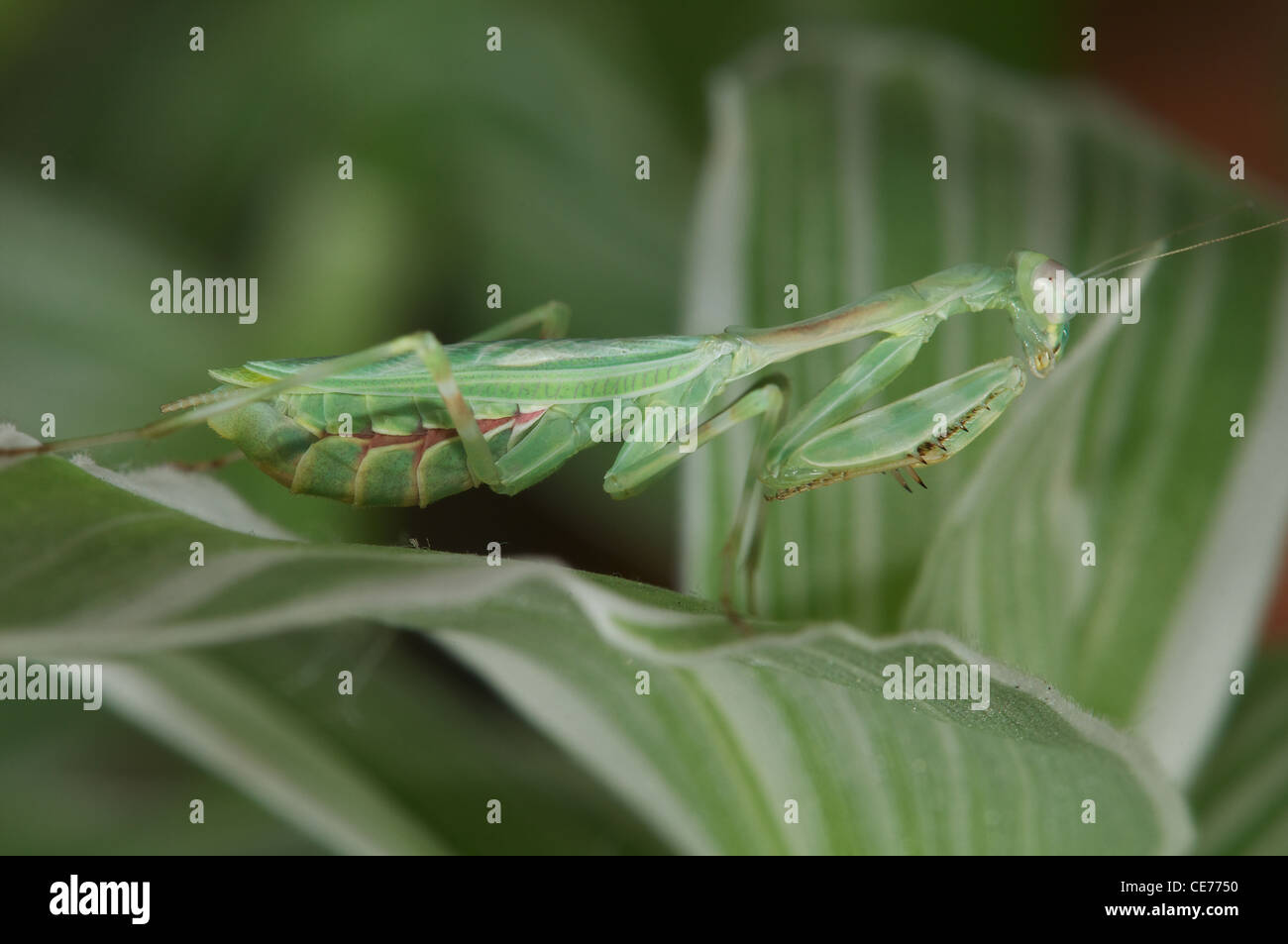 female praying mantis Stock Photo Alamy