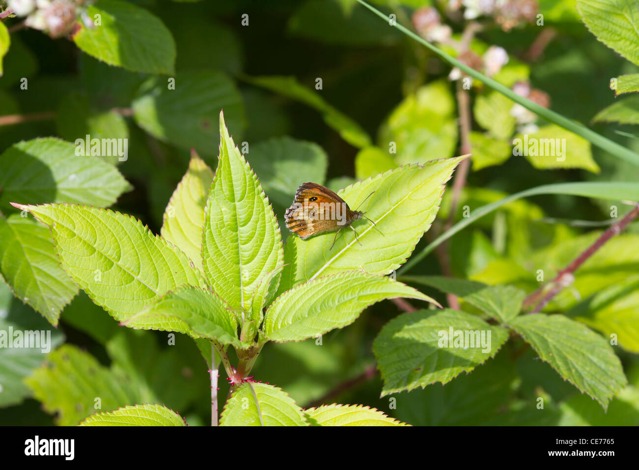 Gatekeeper Butterfly (Pyronia tithonus) perched on a leaf Stock Photo ...