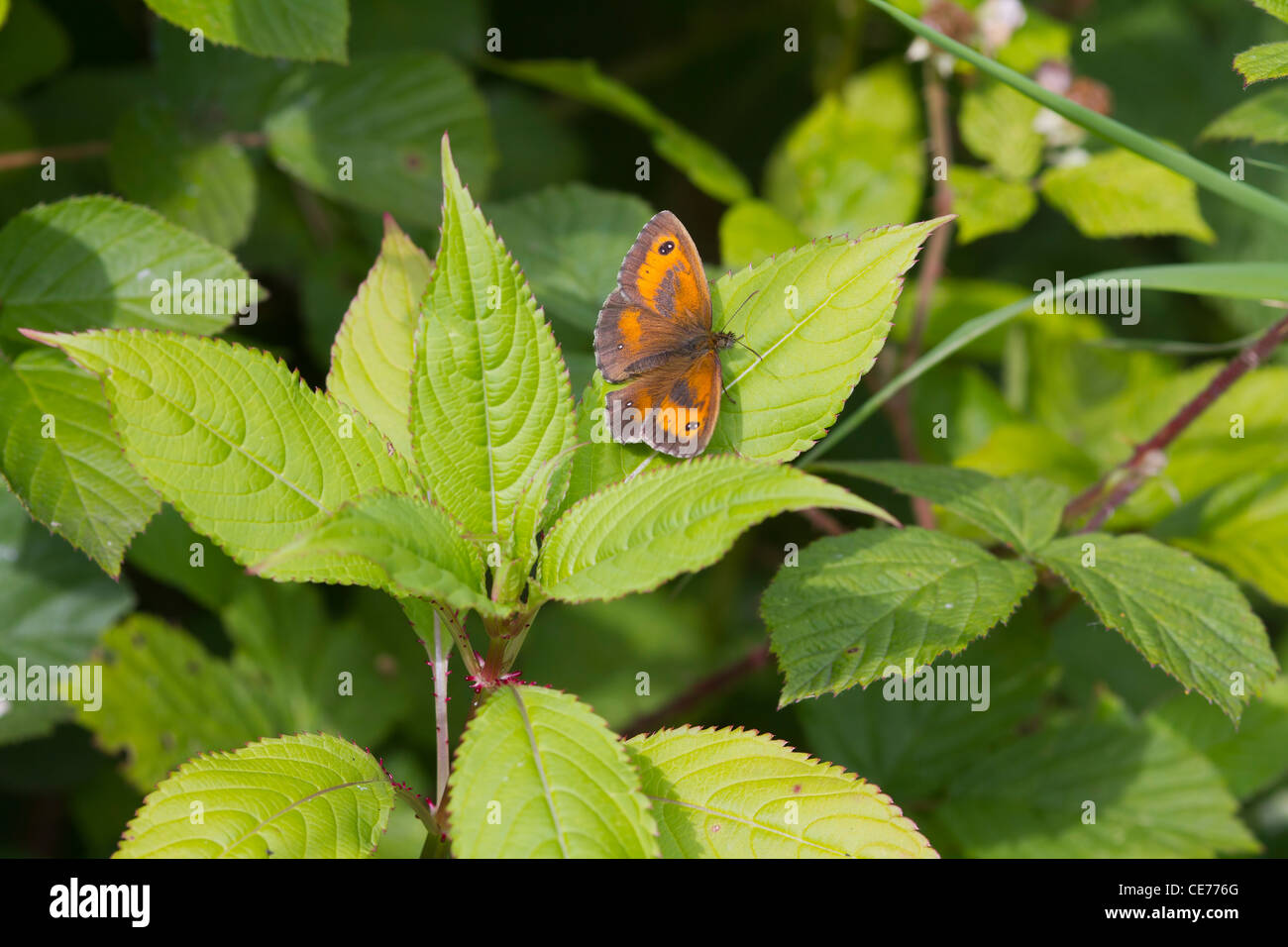 Gatekeeper Butterfly (Pyronia tithonus) perched on a leaf Stock Photo ...