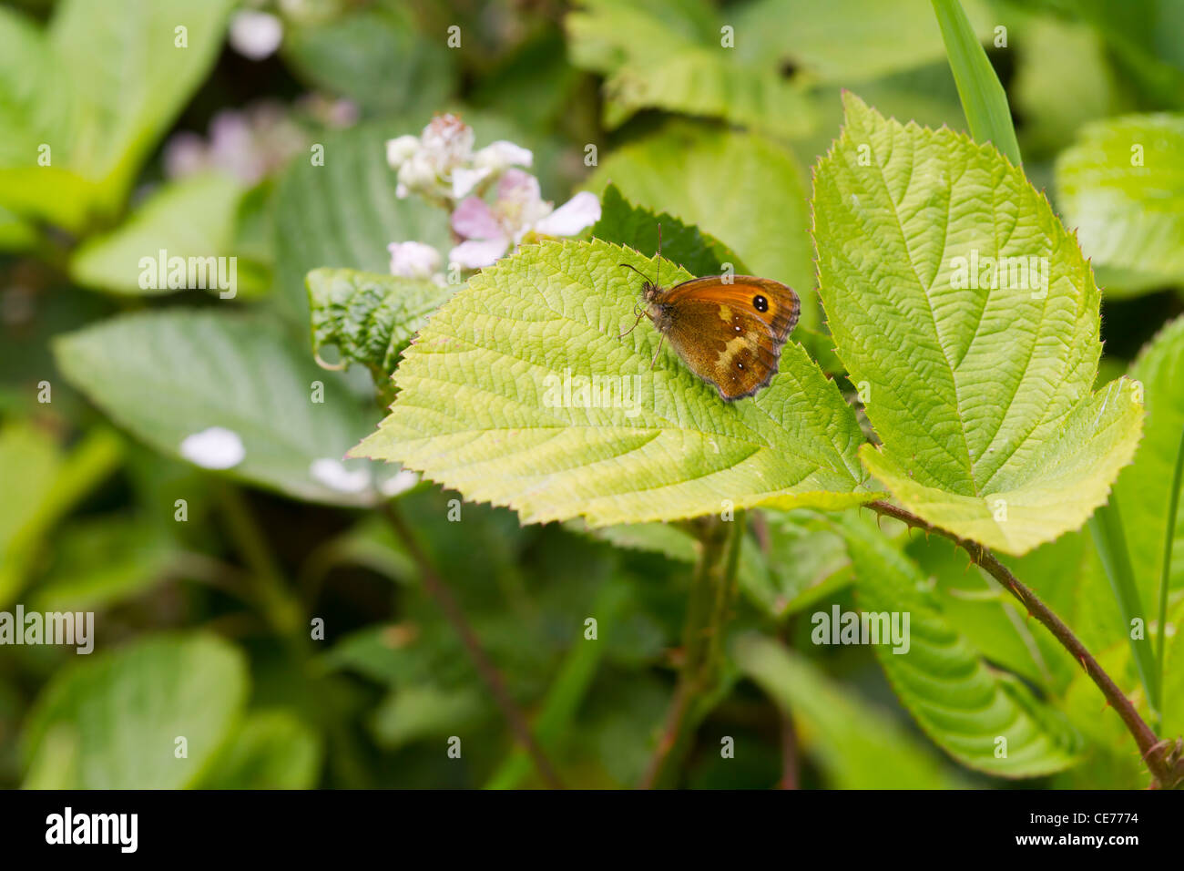 Gatekeeper Butterfly (Pyronia tithonus) perched on a leaf Stock Photo ...
