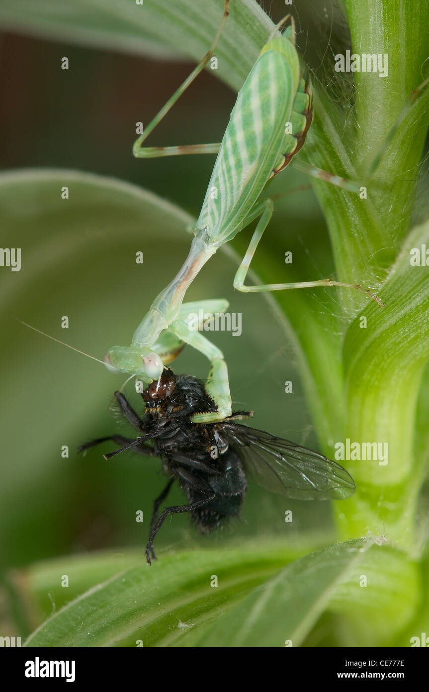 female praying mantis Stock Photo Alamy