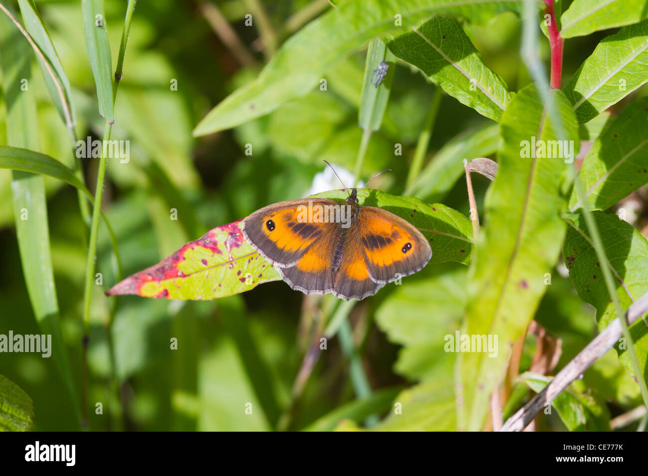 Gatekeeper butterfly pyronia tithonus perched on a leaf hi-res stock ...