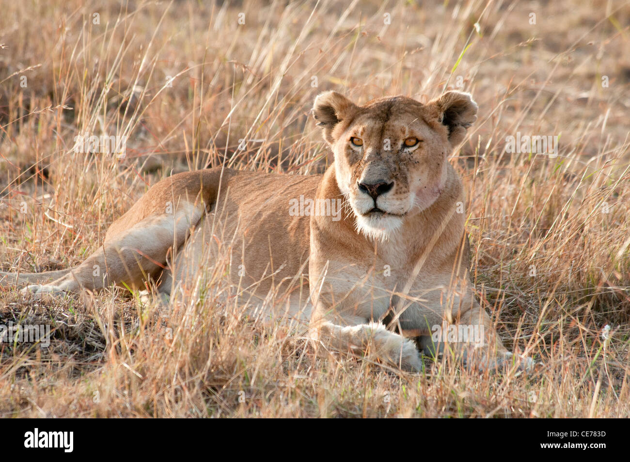 Solitary African Lioness, Lying Down, Panthera leo, Masai Mara National Reserve, Kenya, Africa Stock Photo