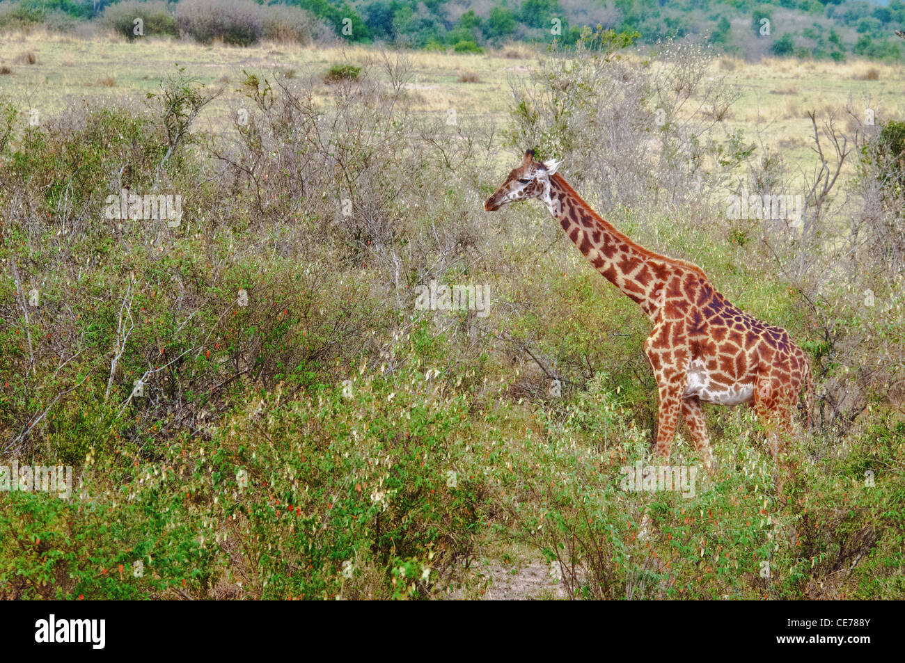 Masai Giraffe, Giraffa camelopardalis, Masai Mara National Reserve, Kenya, Africa Stock Photo
